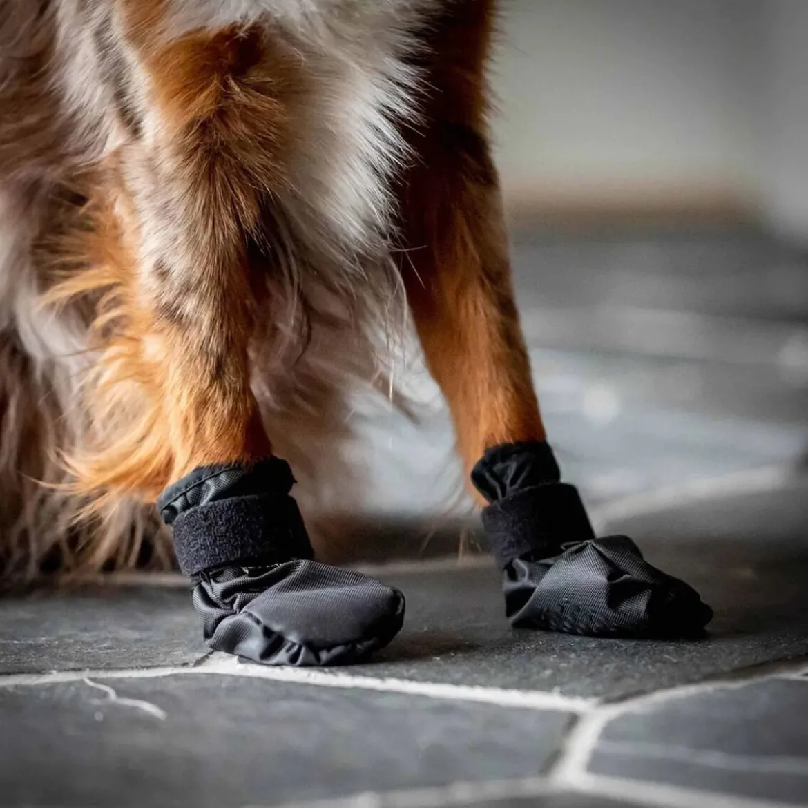 Back On Track Koda Hundskor