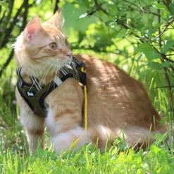 Basic Cat Sporty Kattsele Grön