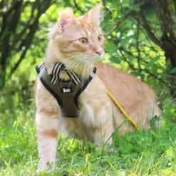 Basic Cat Sporty Kattsele Grön