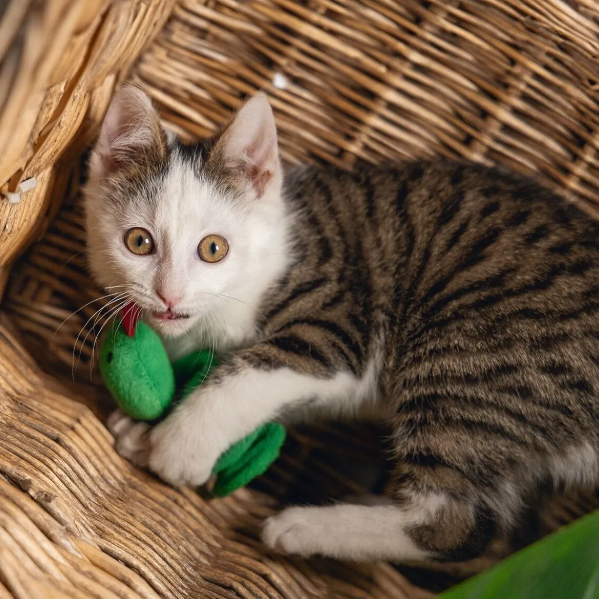 Beeztees Jungle Cat Craza Orm