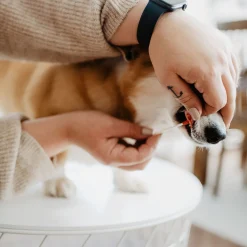 Bellylabs Dräktighetstest för Hund