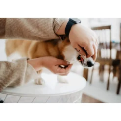 Bellylabs Dräktighetstest för Hund
