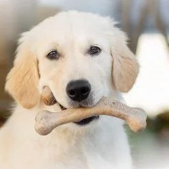 Benebone Puppy Wishbone Bacon