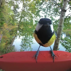 Birdbuddy Fågelmatare med Kamera Blå