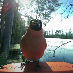 Birdbuddy Fågelmatare med Kamera Blå