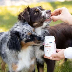 BuddyCare Probiotic 150 g