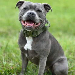 BullyBillows Combat Hundhalsband med Handtag Grön 5 cm