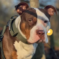 BullyBillows Combat Hundhalsband med Handtag Grön 5 cm