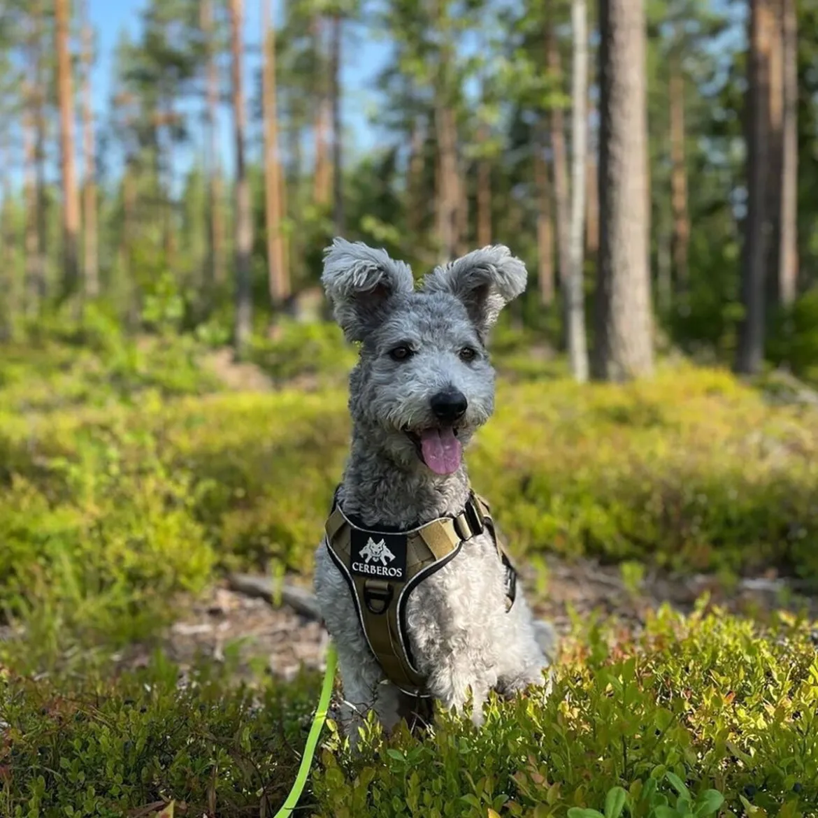 Cerberos Active Hundsele Beige