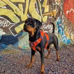 Cerberos Active Rescue Hundsele Orange