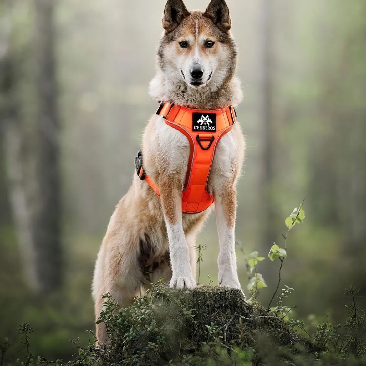 Cerberos Tactical Rescue Hundsele Orange