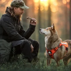 Cerberos Tactical Rescue Hundsele Orange