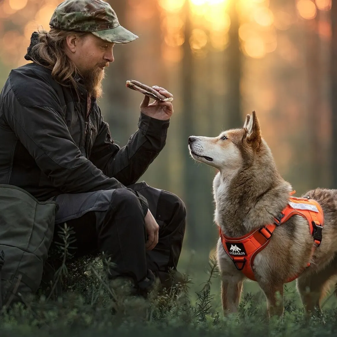 Cerberos Tactical Rescue Hundsele Orange