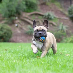 Chuckit Ultra Squeaker Hundboll