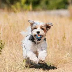 Chuckit Ultra Squeaker Hundbollar 2-pack