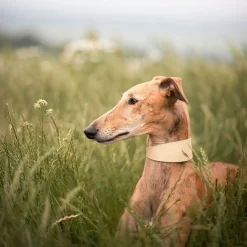 Collar of Sweden Brett Halsband Beige