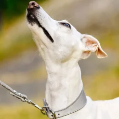 Collar of Sweden Halsband Brett med Reflex
