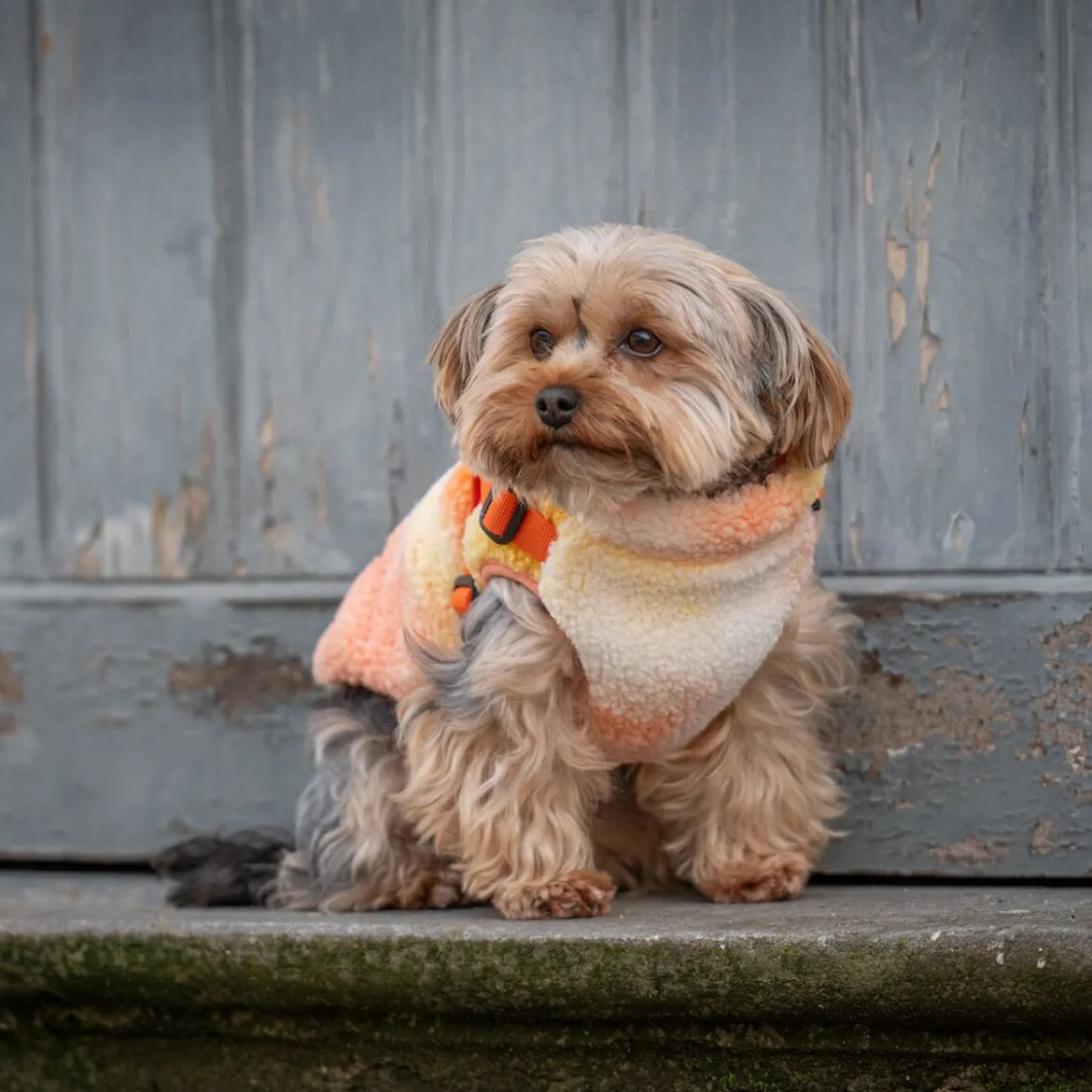 51 Degrees North Jules Hundjacka med Sele Orange Mix