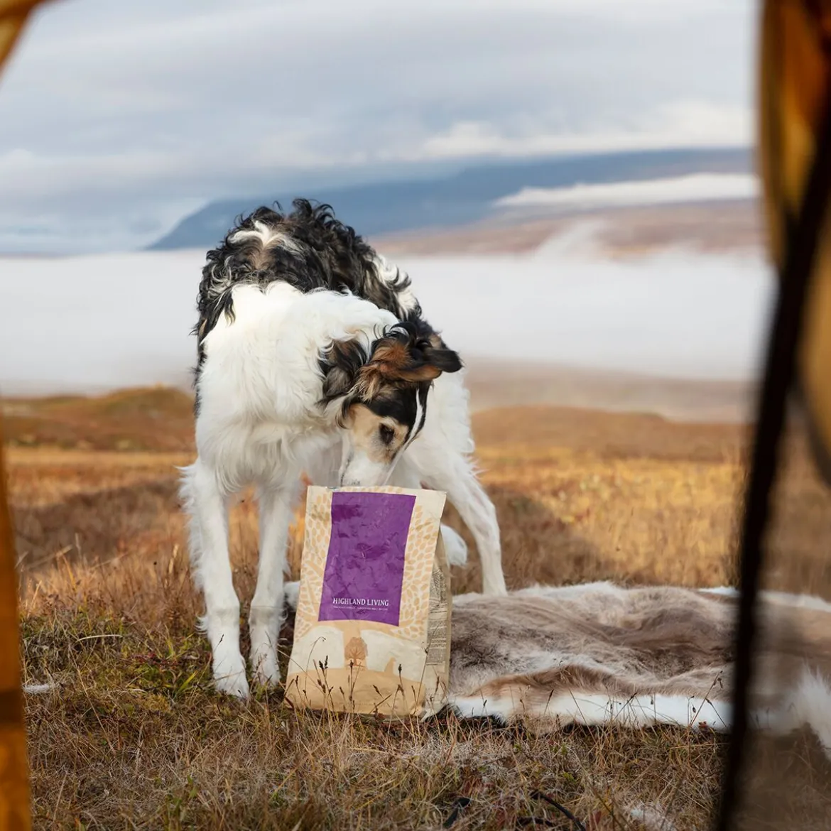 Essential Foods Highland Living Torrfoder till Hund 10 kg