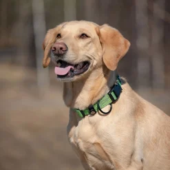 Feel Active Eco Hundhalsband Grön