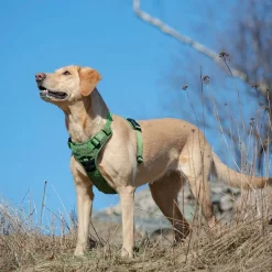 Feel Active Eco Training Hundsele Grön
