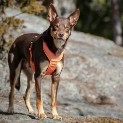 Feel Active Reflective Hundsele Orange
