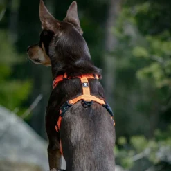 Feel Active Reflective Hundsele Orange