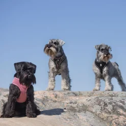 Feel Active Soft Hundsele Svart
