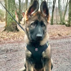 FinNero Hund/Kattsele med Reflexdetaljer Svart/Gul