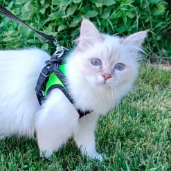 FinNero Hund/Kattsele med Reflexdetaljer Svart/Gul