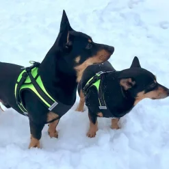 FinNero Hund/Kattsele med Reflexdetaljer Svart/Gul