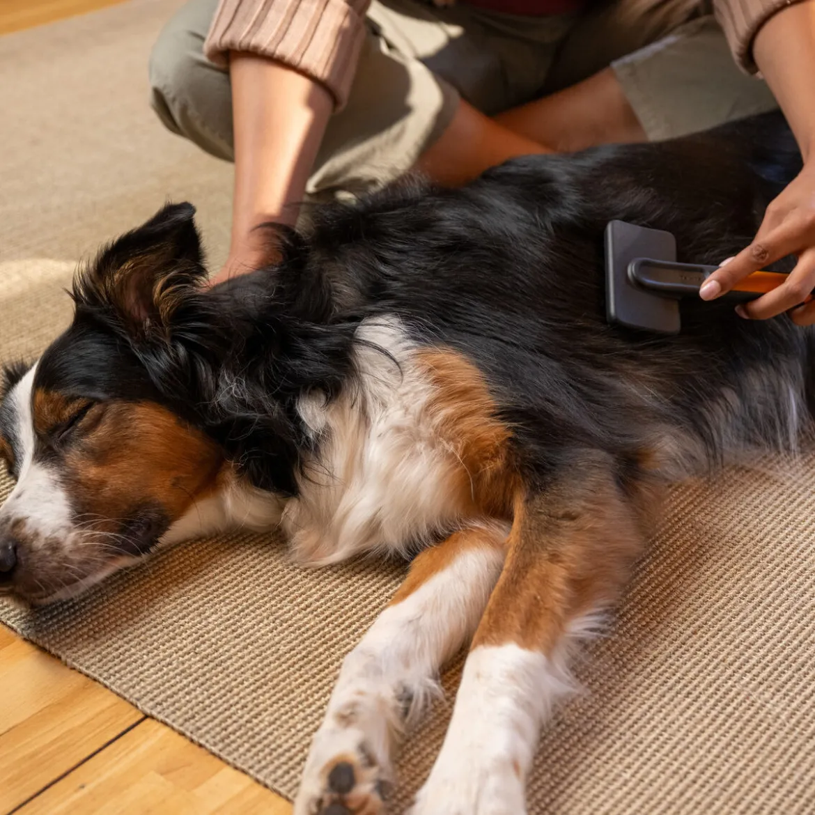 Fiskars Massageborste för Hund & Katt