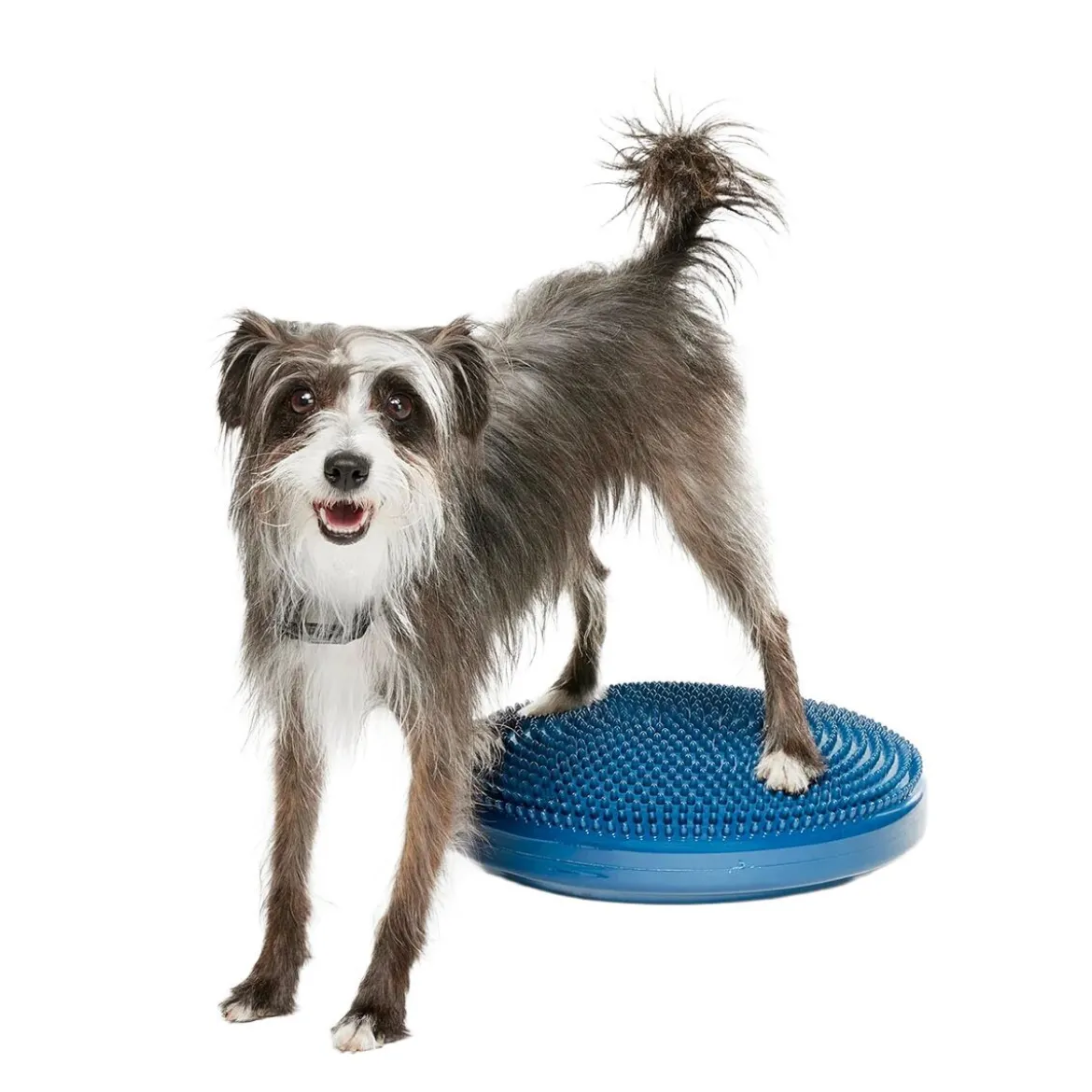 FitPaws Balansplatta till Hund Blå