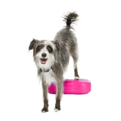 FitPaws K9FitBone Mini Balansplattor till Hund 2-pack