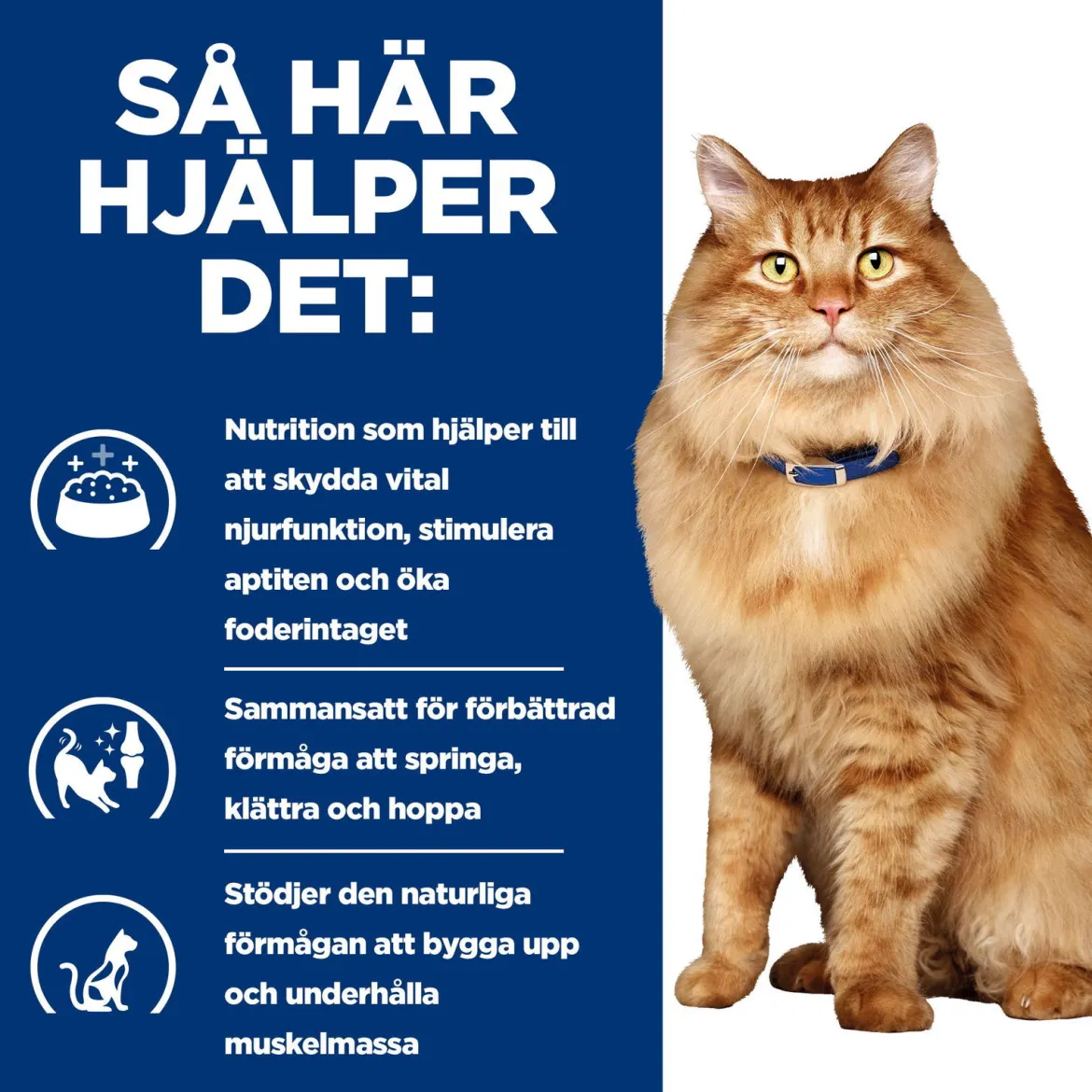 Hill's Prescription Diet Feline k/d j/d Kidney + Mobility Chicken