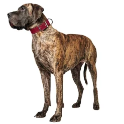Hunter Aalborg Special Hundhalsband Röd