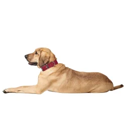 Hunter Aalborg Special Hundhalsband Röd