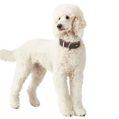 Hunter Aalborg Special Hundhalsband Mörkbrun
