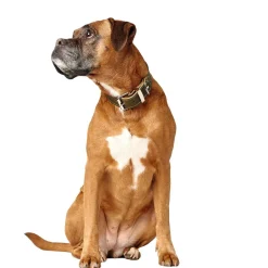 Hunter Aalborg Special Hundhalsband Grön