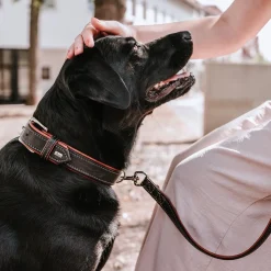 Hunter Canadian Up Hundhalsband Svart