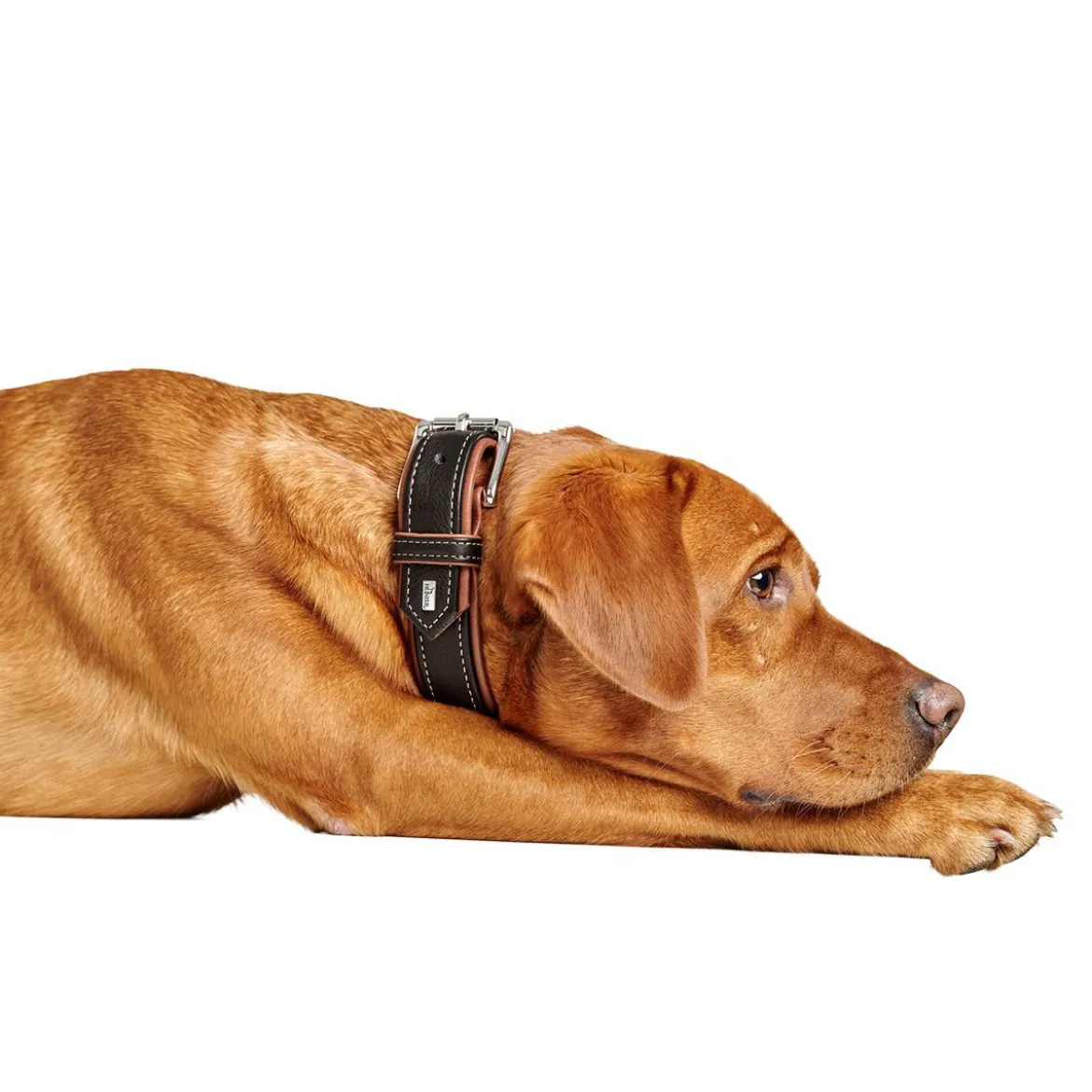 Hunter Canadian Up Hundhalsband Svart