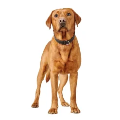 Hunter Canadian Up Hundhalsband Svart