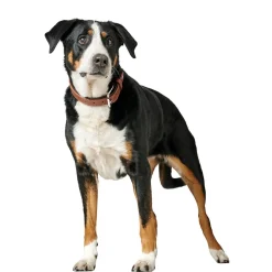 Hunter Canadian Up Hundhalsband Brun