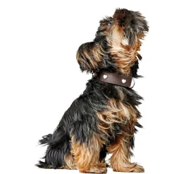 Hunter Love Hundhalsband Brun