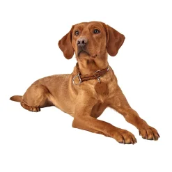 Hunter Solid Education Hundhalsband Halvstryp Brun