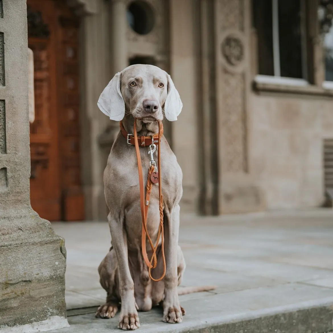 Hunter Solid Education Hundhalsband Halvstryp Brun