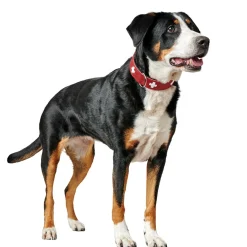 Hunter Swiss Hundhalsband Röd