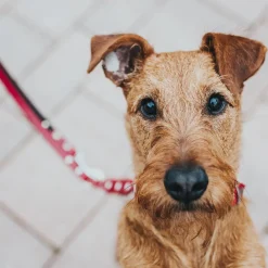 Hunter Swiss Justerbart Hundkoppel Röd