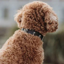 Hunter Tijuana Läderhalsband till Hund