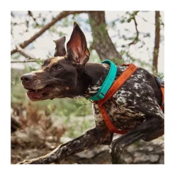 Hurtta Casual ECO Hundhalsband Turkos